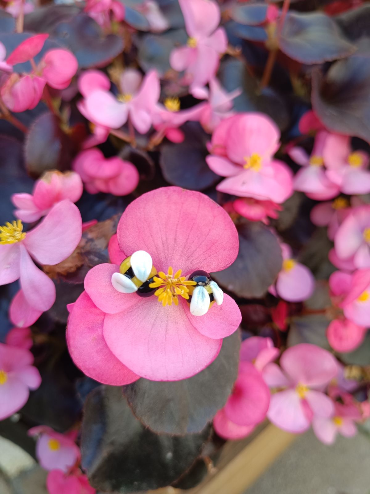 Aros Abejitas pequeñas